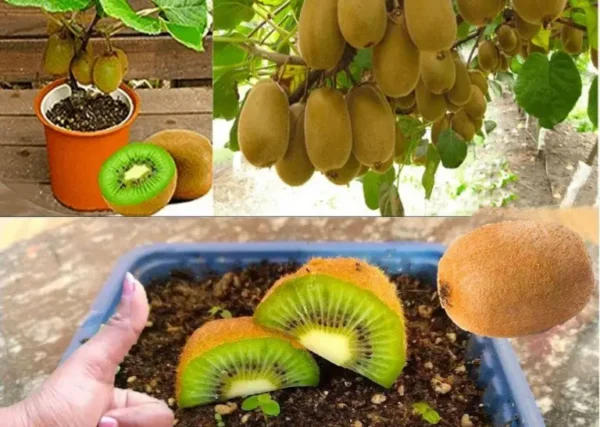 A maneira mais fácil de plantar kiwi em casa.