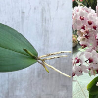 A maneira mais fácil de propagar uma orquídea pelas folhas é que ela enraíza muito bem!