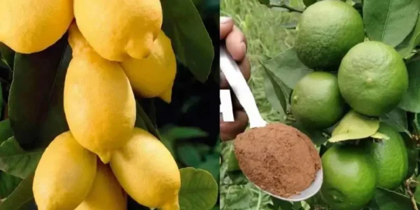 A melhor técnica de fertilização para limões: você os terá saudáveis ​​e abundantemente frutíferos 