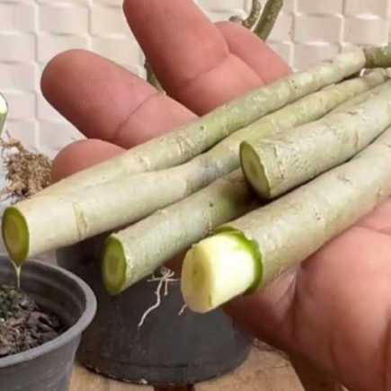 A única técnica para arrancar ramos de rosa sem gastar nem 1 euro