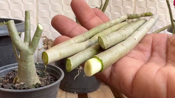 A única técnica para arrancar ramos de rosas sem gastar nem 1 euro