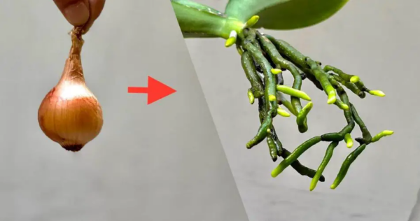 A única técnica para colher ramos de roseira sem gastar nem 1 euro