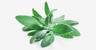 A planta aromática que alivia dores, cura infecções e previne o Alzheimer