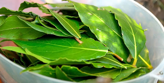 A planta purificadora que regula o açúcar no sangue e ajuda a perder peso