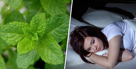 A planta que elimina a insônia e nos faz dormir 8 horas seguidas