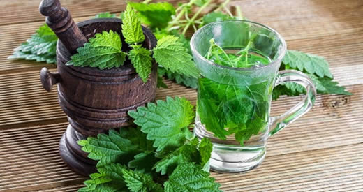 A planta que mata bactérias, limpa os rins, cura infecções e faz o cabelo crescer novamente