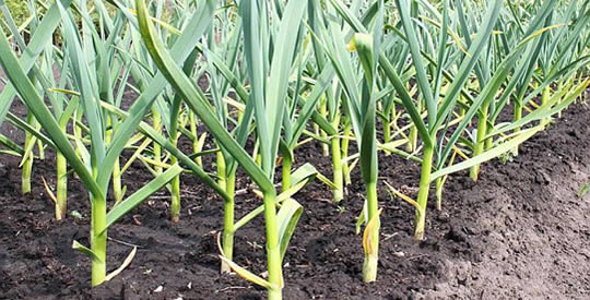 A planta que previne e trata 14 tipos de câncer, infecções e diabetes