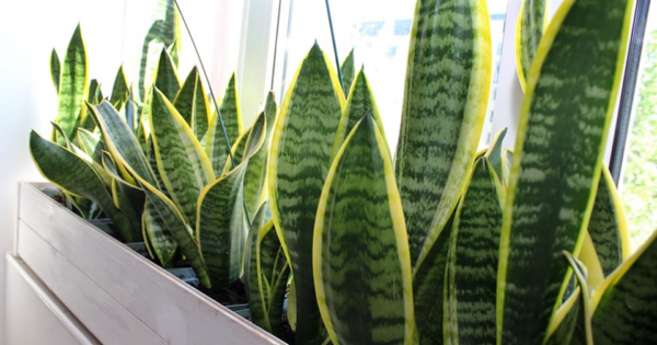 A planta que purifica o ar e nos faz dormir 8 horas seguidas