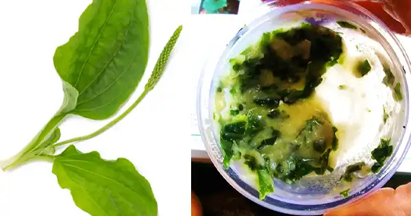 A poderosa bananeira de folha larga: a pequena curandeira da natureza