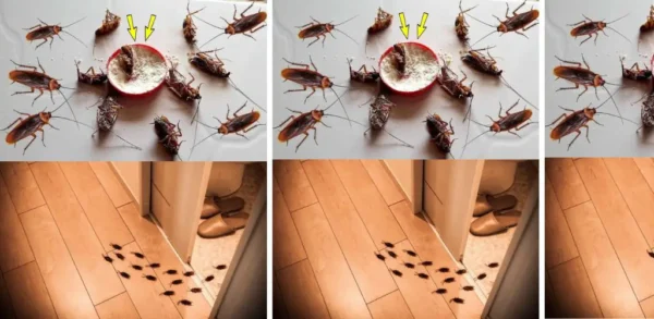 A receita maluca para livrar sua casa de baratas e formigas de uma só vez