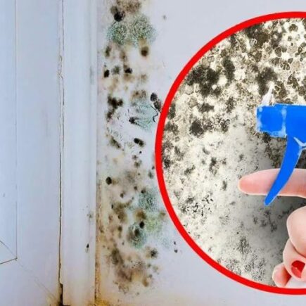 A solução mais eficaz para eliminar o mofo da casa e evitar que volte