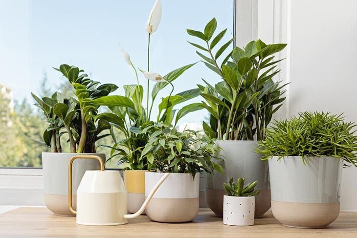 Planta de casa sob a luz