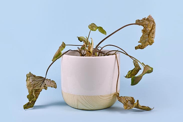 Plantas de casa morrendo