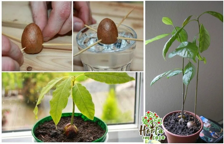 abacate cultive em casa do avogado1.jpg abacate cultive em casa do avogado1.jpg