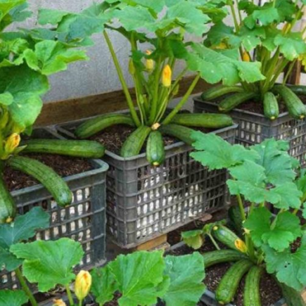 Abobrinha, veja como cultivá-la em casa para ter uma colheita plena e abundante