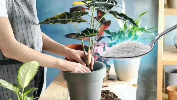 Açúcar: use nas plantas! O impensável está prestes a acontecer