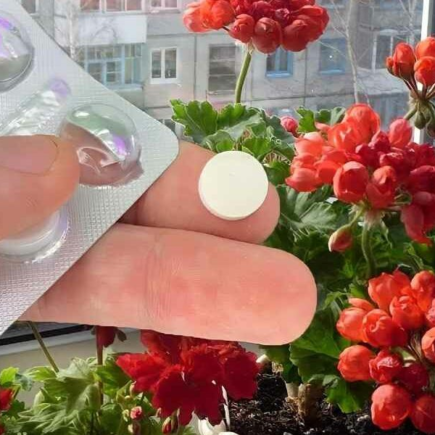 Acorde qualquer tipo de flor no meio do inverno, todas ficarão com inveja do seu jardim.