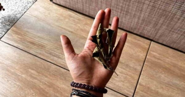 Adeus baratas e baratas domésticas: com este remédio infalível elas desaparecerão