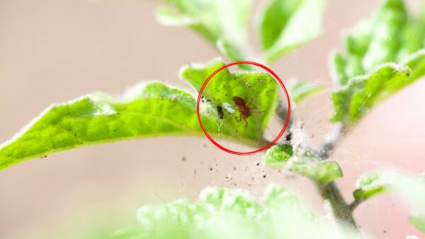 Adeus ácaros vermelhos de plantas e peitoris: este ingrediente é suficiente na cozinha