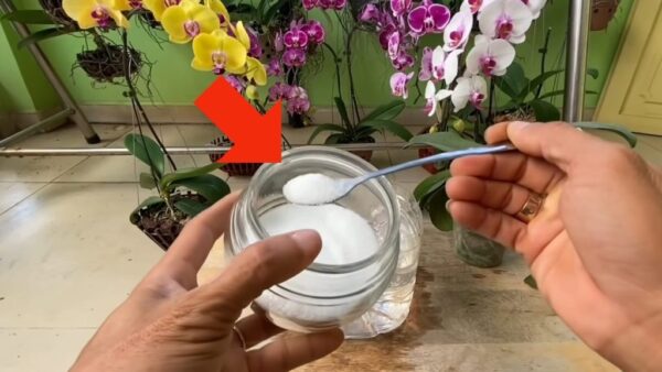 Adeus folhas murchas, adicione algumas na sua orquídea: volte à vida