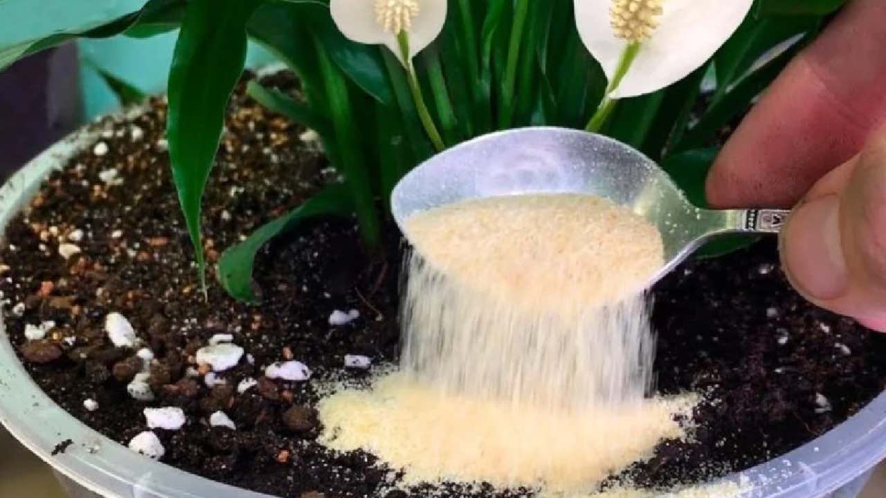 remediar insetos em plantas