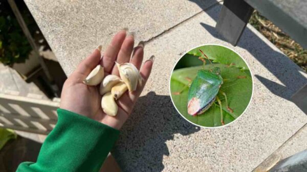 Adeus insetos verdes nas plantas: com este truque você não os verá mais na varanda