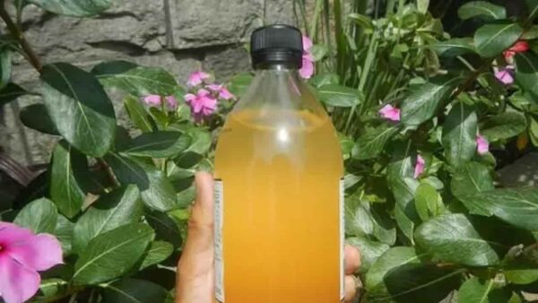 Adeus mosquitos de plantas, veja como removê-los com o método de viveiros