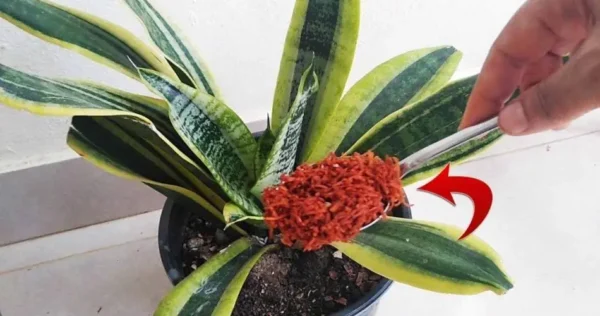 Adeus parasitas e fungos nas plantas, com este ingrediente não voltarão a aparecer