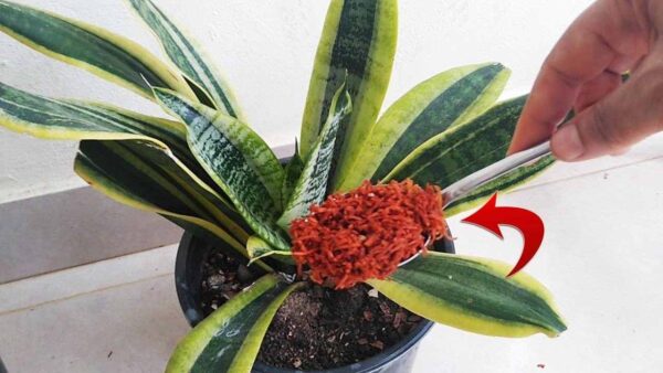 Adeus parasitas e fungos nas plantas, com este ingrediente não voltarão