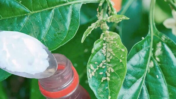 Adeus pragas nas plantas com este pesticida DIY: você só precisa de 2 ingredientes