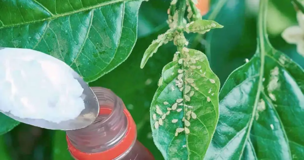 Adeus às pragas de plantas com este pesticida DIY: 2 ingredientes são suficientes