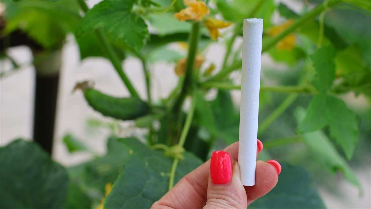 gesso e plantas gesso e plantas