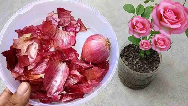 Adicione este fertilizante às suas plantas e terá um jardim cheio de flores