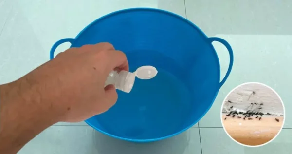 Adicione estes óleos essenciais ao seu limpador de chão para repelir formigas e outros insetos