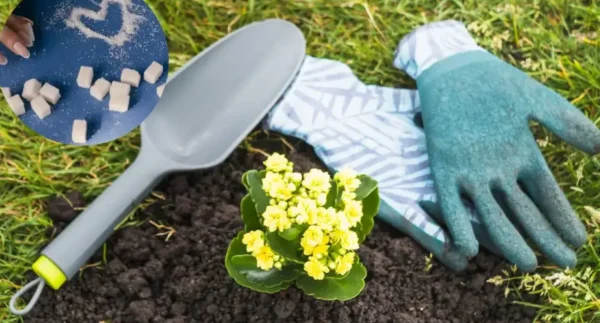Adubo caseiro com açúcar para plantas que não florescem ou têm folhas amarelas
