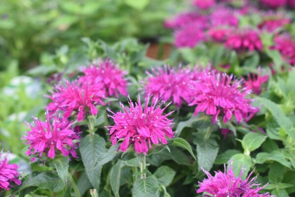 Afaste os mosquitos com esta linda planta perfumada para a sua varanda