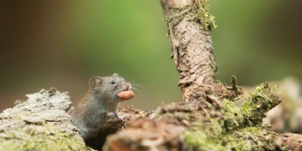 Afaste os ratos de casa com estas 3 plantas com flores coloridas e muito perfumadas: dizem os especialistas