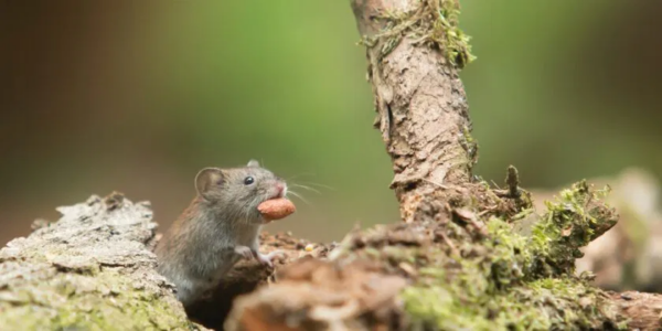 Afaste os ratos de casa com estas 3 plantas com flores coloridas e muito perfumadas: dizem os especialistas