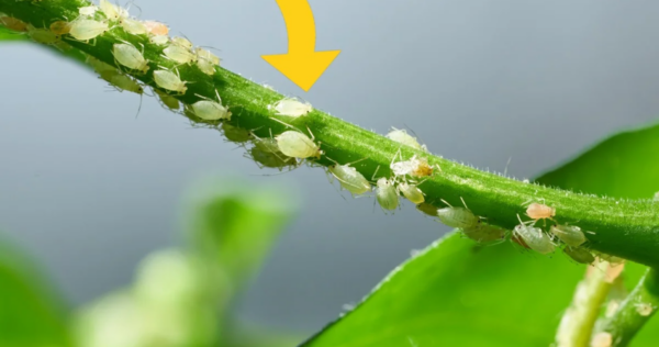 Agora você pode dizer adeus aos pulgões que invadem nossas plantas: os 5 remédios caseiros infalíveis!