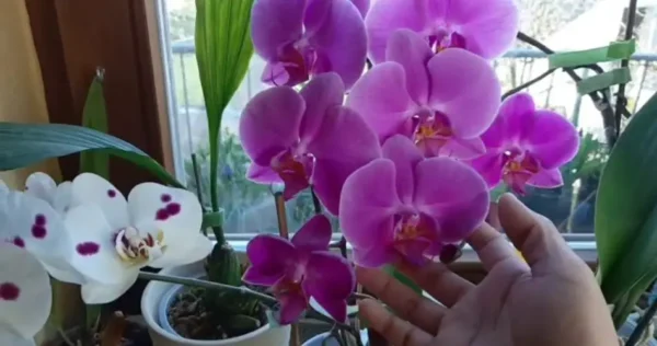 Algumas dicas práticas para desfrutar de suas lindas orquídeas o ano todo