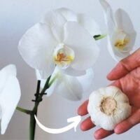 Alho – fertilizante barato e muito adequado para orquídeas!
