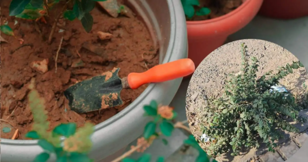 Além de verificar as raízes, 5 dicas para reviver uma orquídea murcha