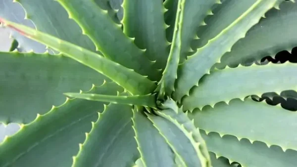 Aloe Vera: como cultivá-lo em casa para ter um suprimento ilimitado