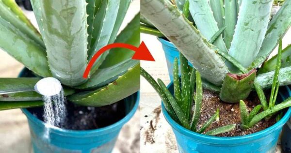 Aloe vera, adicione uma colher de chá: multiplica-se instantaneamente | Mudas em abundância