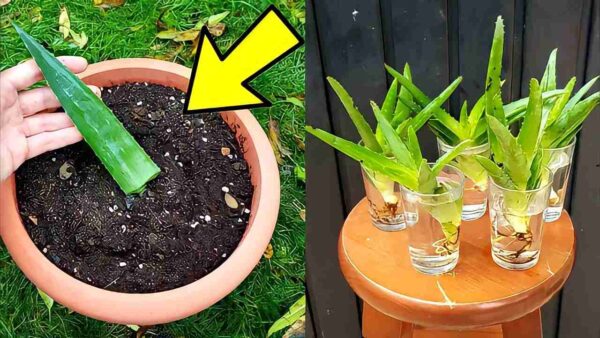Aloe vera, da folha à planta: com este método se reproduz infinitamente