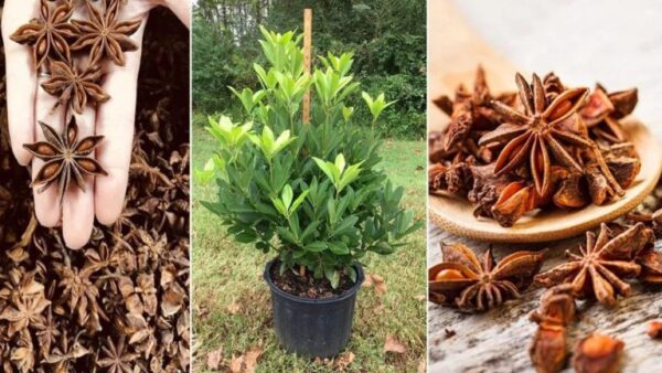 Anis estrelado: onde e quando plantar – instruções de corte e cuidados