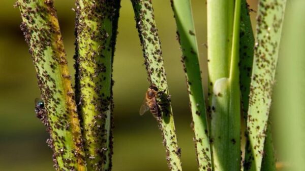 Antipulgões: 5 dicas para combater pulgões