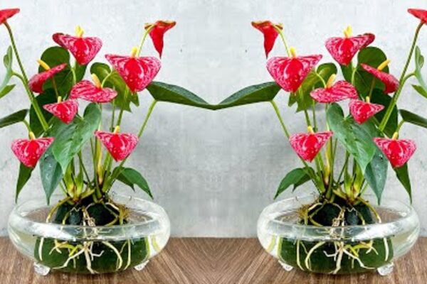 Antúrio Vermelho: Cultive assim para que floresça sempre e tenha folhas brilhantes!