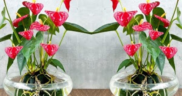 Antúrio Vermelho: cultive assim para tê-lo sempre florido e com folhas brilhantes!