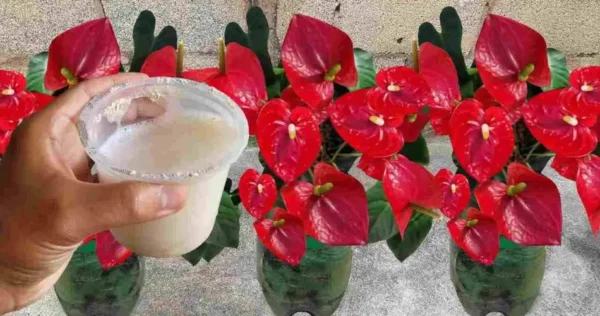 Antúrio, com esse líquido as flores vão se multiplicar em poucos dias